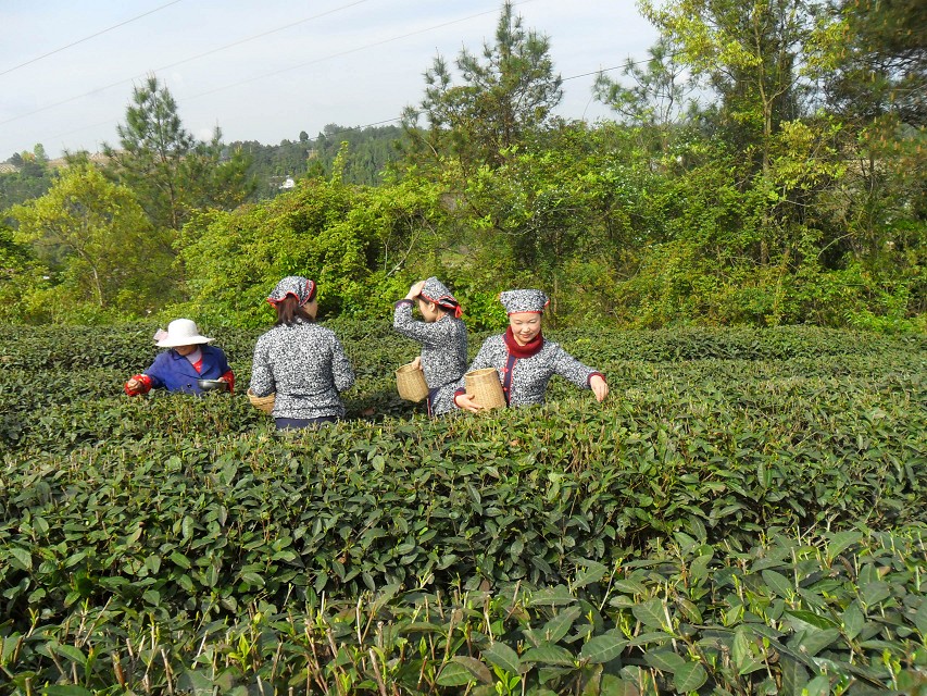 茶农